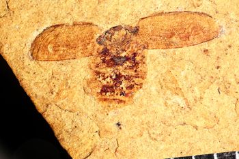 Media type: image;   Entomology PALE-5095